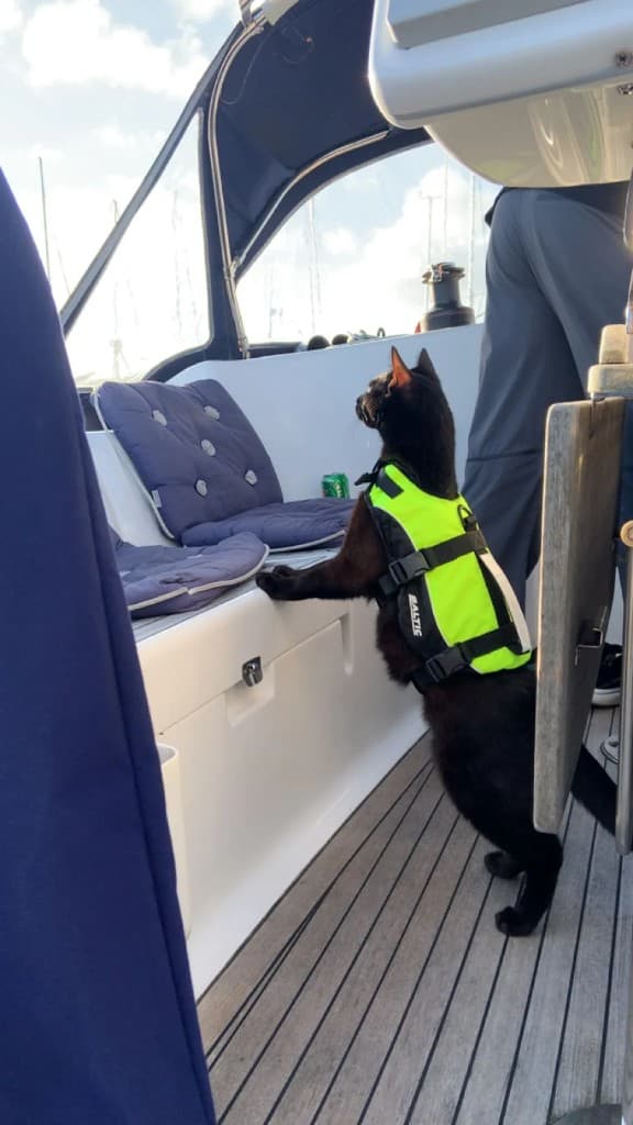 Marley wearing a life jacket on a boat